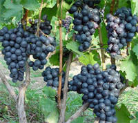 早黑寶葡萄 早黑寶葡萄
