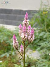 青葙[中央種子目莧科植物]