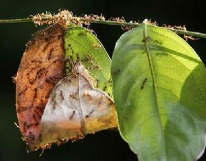（圖）織工蟻