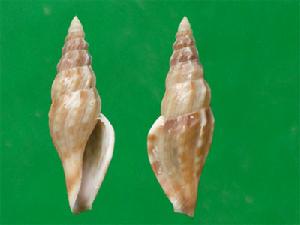 馬都卷管螺 馬都卷管螺