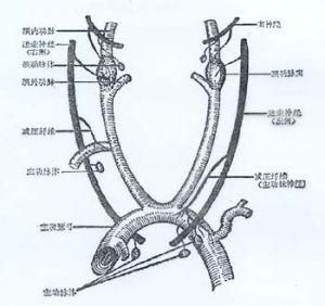 老年人心臟傳導阻滯 老年人心臟傳導阻滯