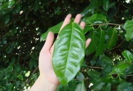 雲南大葉茶 雲南大葉茶