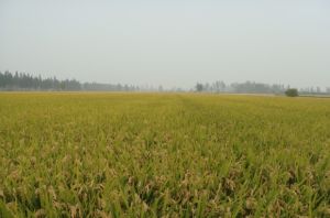 安徽倮倮米業有限公司 安徽倮倮米業有限公司