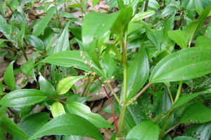 狗骨節[狗骨節]