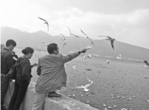 海鷗靠岸，市民紛紛前來餵鷗。