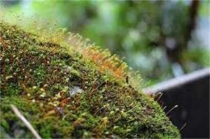 異枝薄羅蘚 異枝薄羅蘚