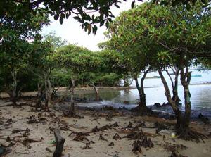 排港村文明生態村 排港村文明生態村
