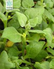 番杏[中央種子目番杏科植物]