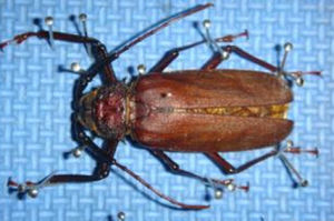 刺緣大薄翅天牛 刺緣大薄翅天牛