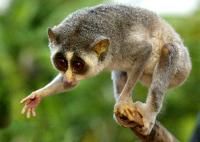 懶猴型下目 懶猴型下目