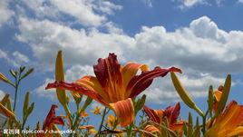 火百合[網路小說]