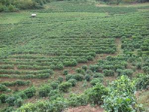 茶園