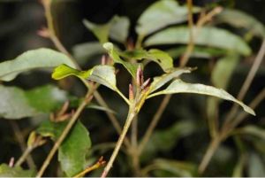 無粉錐果櫟 無粉錐果櫟