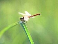 澳大利亞蜻蜓 澳大利亞蜻蜓