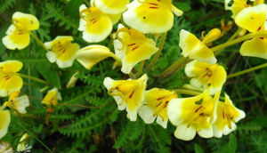 擬篦齒馬先蒿 擬篦齒馬先蒿