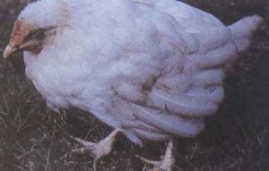 雞毒支原體感染 雞毒支原體感染