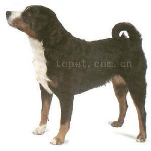 寵物新網 - 寵物庫 - 犬類 - 工作犬 - 阿彭策爾山地犬