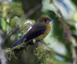 茶胸黃腰霸鶲 茶胸黃腰霸鶲