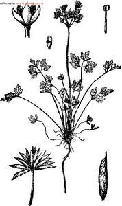 藍堇草霜霉 藍堇草霜霉