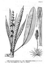 虎尾蘭[虎尾蘭]