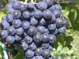 莫林納拉 莫林納拉