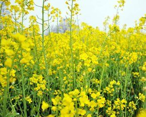 寶油八五 寶油八五