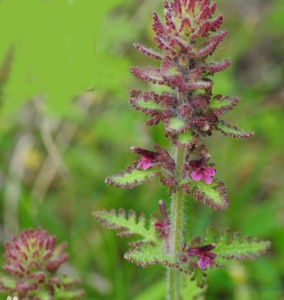 柔毛馬先蒿 柔毛馬先蒿