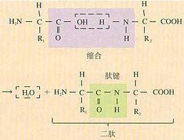 脫水縮合反應 脫水縮合反應