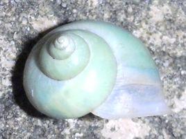 青山蝸牛 青山蝸牛