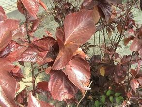 路威氏棕 路威氏棕