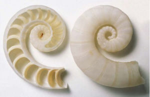 卷殼烏賊 卷殼烏賊