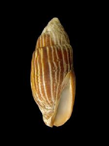 細焰筆螺 細焰筆螺