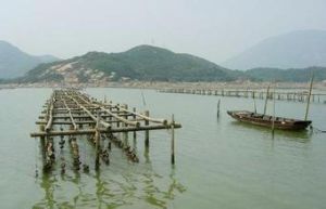 湛江等鞭藻 湛江等鞭藻