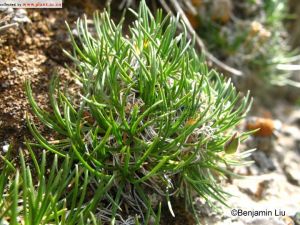 華北老牛筋 華北老牛筋