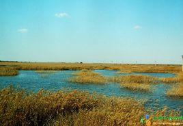沼澤生態系統 沼澤生態系統