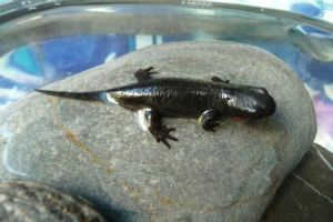 斷溝短肛螩 斷溝短肛螩