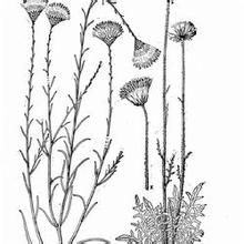 矮小苓菊 矮小苓菊