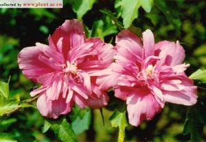 雅致木槿 雅致木槿