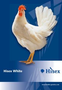 海賽克斯白 海賽克斯白