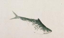 魚鴨圖卷 魚鴨圖卷