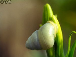 蘭嶼光澤蝸牛 蘭嶼光澤蝸牛