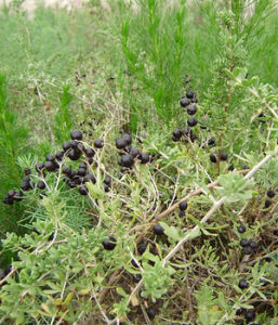 Lycium ruthenicum Lycium ruthenicum