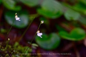 斜果挖耳草 斜果挖耳草