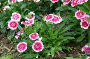 美國紫黑石竹 美國紫黑石竹