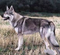 家犬是狼的亞種也屬於犬科動物