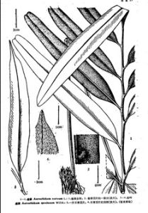 薄囊蕨亞綱 薄囊蕨亞綱