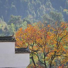 《訪秋》 《訪秋》