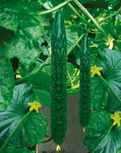 中農7號 中農7號