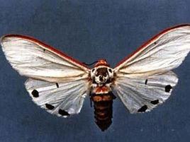 紅綠燈蛾 紅綠燈蛾