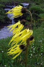 總狀垂頭菊 總狀垂頭菊